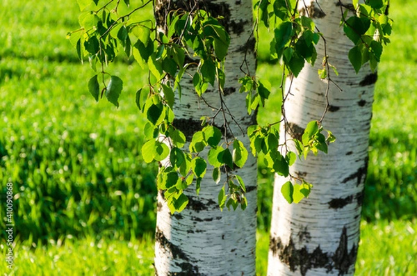 Obraz Fresh leaves of Russian birch