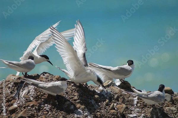 Fototapeta White-fronted terns Sterna striata. Cape Kidnappers Gannet Reserve. North Island. New Zealand.