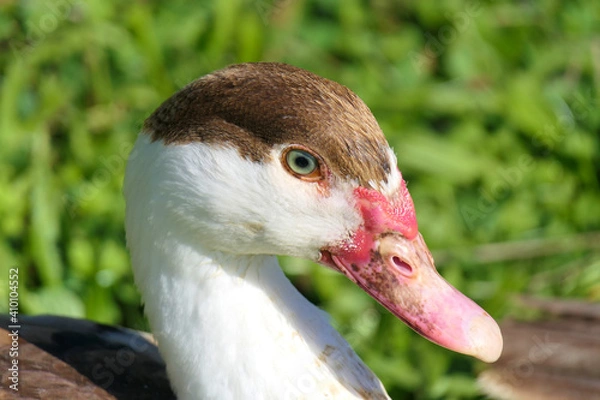 Fototapeta Portrait and head study of a beautiful female specimen of the white-breasted muscovy duck in the free range