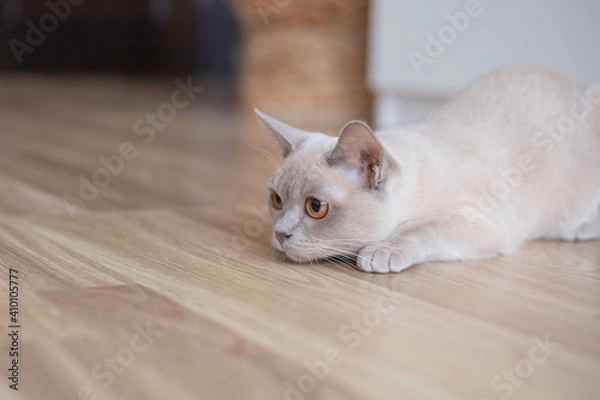 Obraz Cute young lilac cat with yellow eyes . Playful beige Burmese kitten playing and hunting indoors.