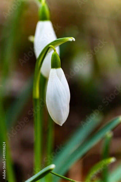 Obraz flores en el bosque 