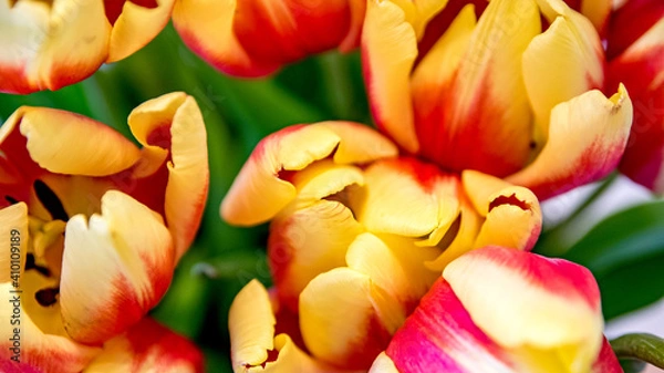 Obraz tulipan kolorowy, czerwono pomarańczowy cięty.