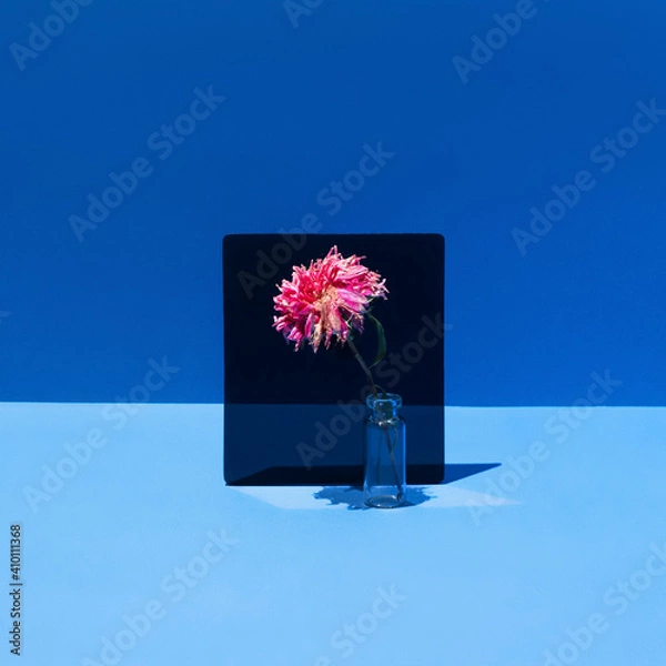 Obraz Old dried aster on black square over blue background and lines