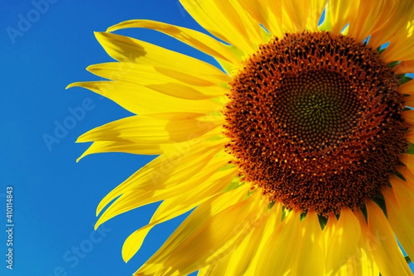 Fototapeta sunflower bright blue sky