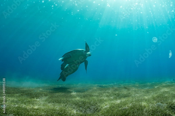 Fototapeta Turtle love