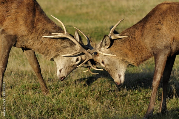 Obraz Young red deer fighting