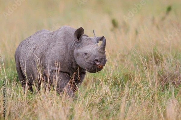 Obraz Black Rhino walking in the Masai Mara National Park in Kenya