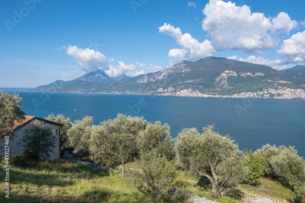 Fototapeta Olivenhain bei Campo am Gardasee