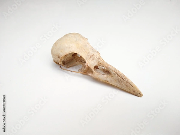 Obraz Raven's skull (cranium) isolated on white background