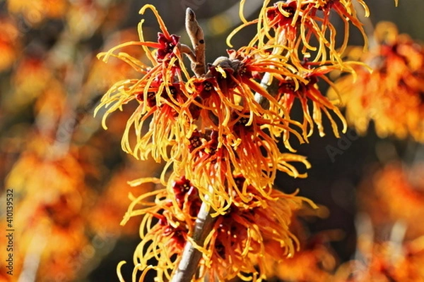 Obraz Zaubernuss - Hamamelis