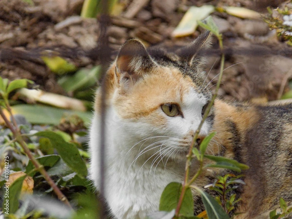 Obraz Um gato no jardim.