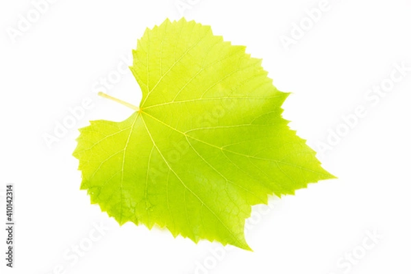 Obraz Grape leaf grape leaf with white background