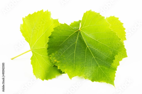 Fototapeta Grape leaf grape leaf with white background
