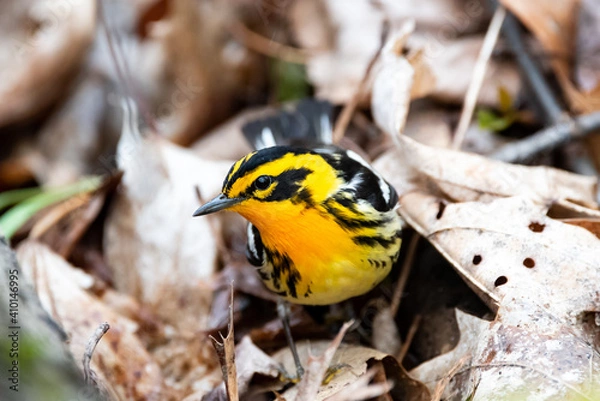 Obraz Blackburnian Warbler