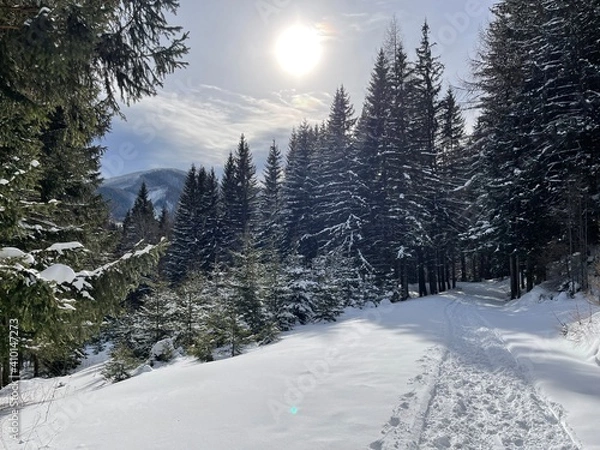 Obraz Winter im Wald