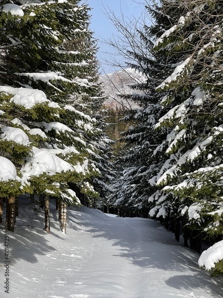 Obraz Verschneiter Wald