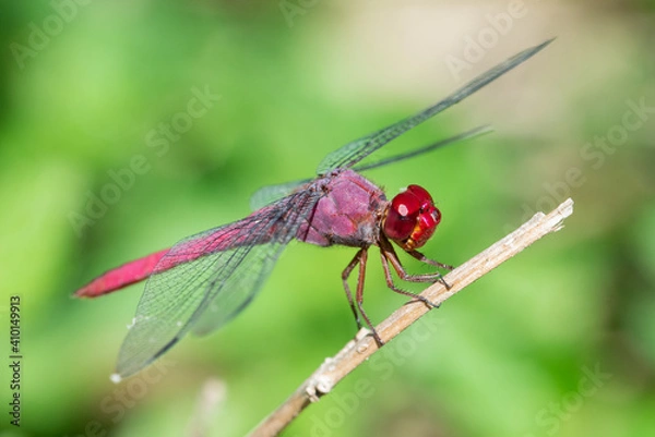 Obraz Carmine Skimmer