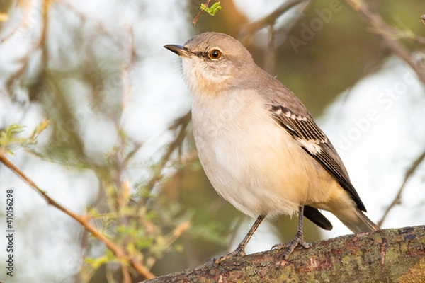 Obraz Northern Mockingbird