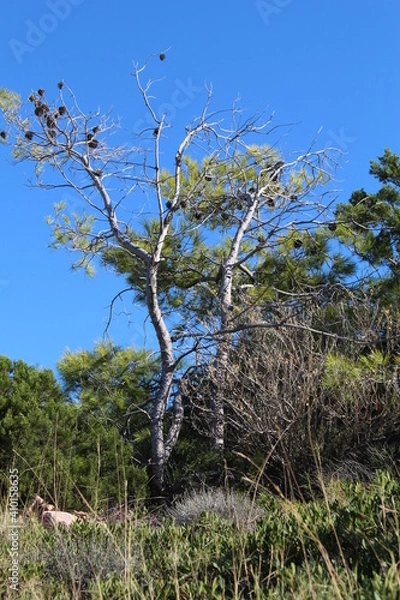 Fototapeta tree on the beach