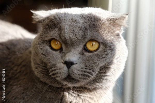Obraz Scottish fold cat close up