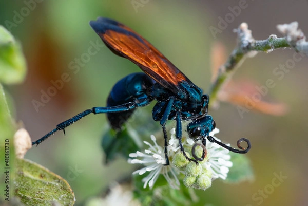Obraz Tarantula-hawk Wasp