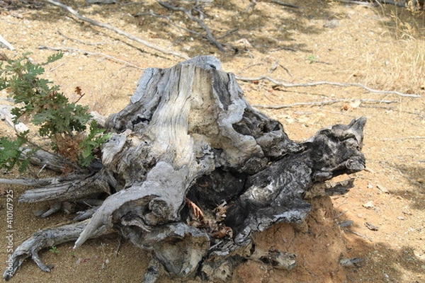 Fototapeta dead tree on the beach