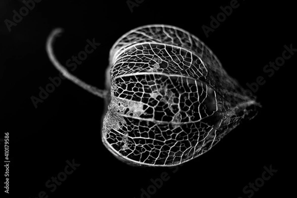 Obraz Fisális a preto e branco