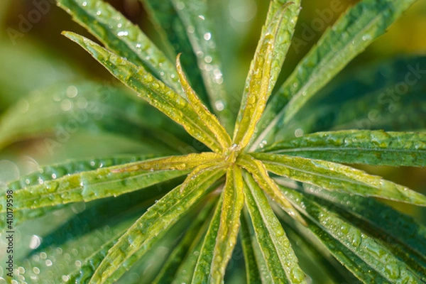 Fototapeta Macro dew on plants after a rain
