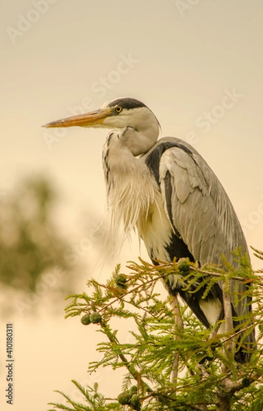 Obraz Garça real num ramo