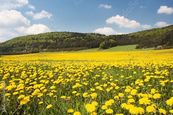 Obraz Dandelion Field