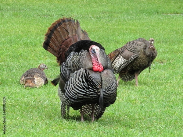 Fototapeta Flirting Turkey