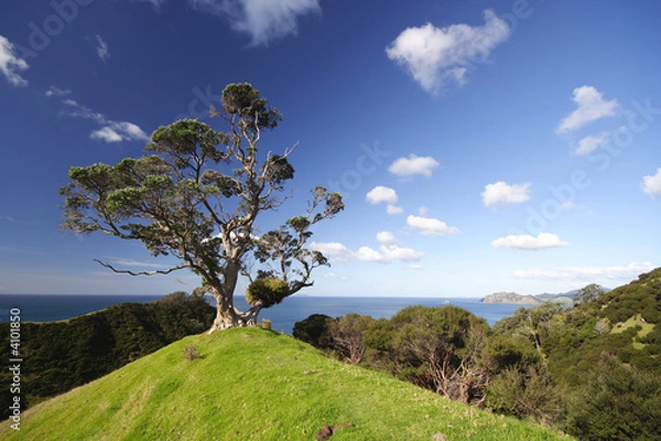 Obraz The Lonely Tree