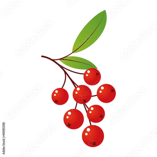 Obraz Rowan tree branch with leaves and berries. Vector illustration isolated on white background. Mountain ash summer design. Gradient fill. Bunch of mountain ash