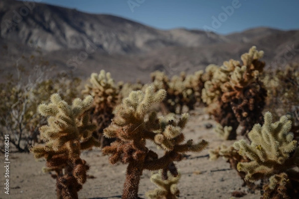 Fototapeta Cholla Cactus