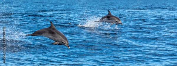 Obraz Dolphins playing in waves