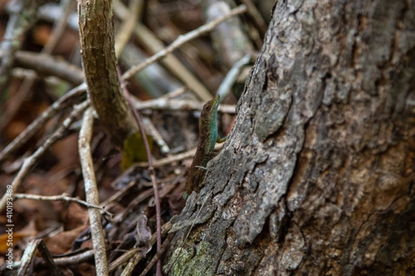 Obraz Blue Lizard on a Tree