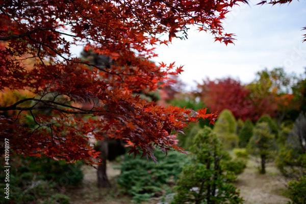 Fototapeta 樹芸センターの紅葉