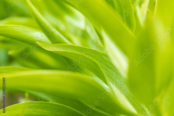 Obraz green leaf background