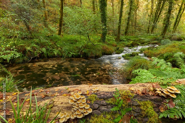 Fototapeta Close-up of mushrooms on a fallen tree trunk next to a river in the middle of a forest in the area of Galicia, Spain.