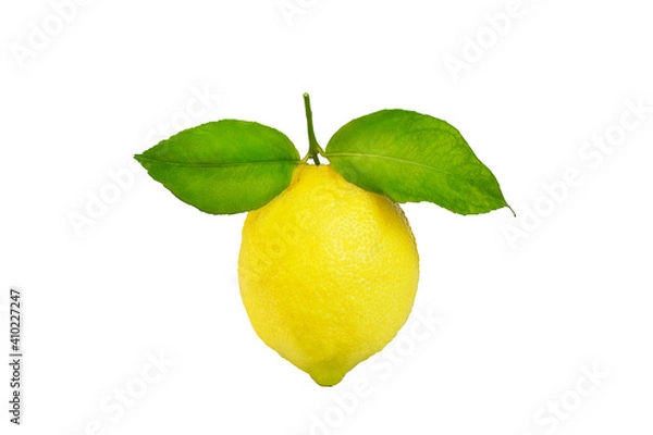 Obraz ripe lemon on a branch on a white background