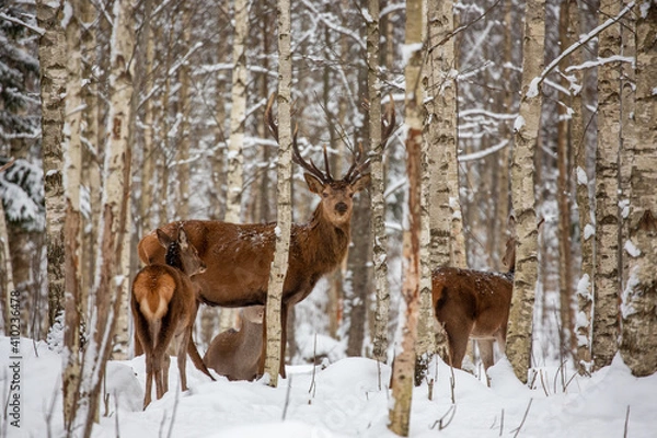 Fototapeta Deer at the winter forest