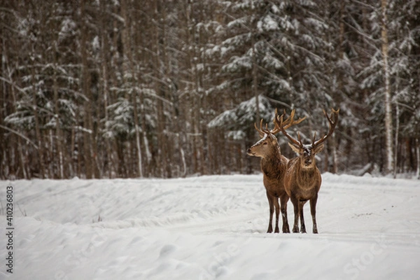 Obraz Deer at the winter forest