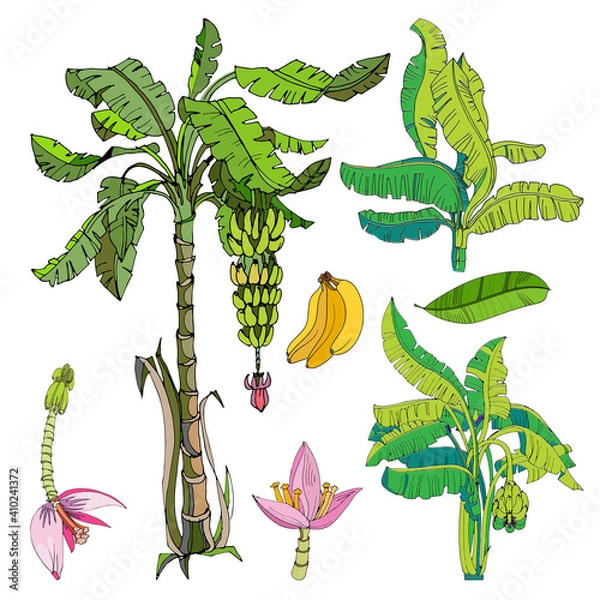 Obraz banana elements set