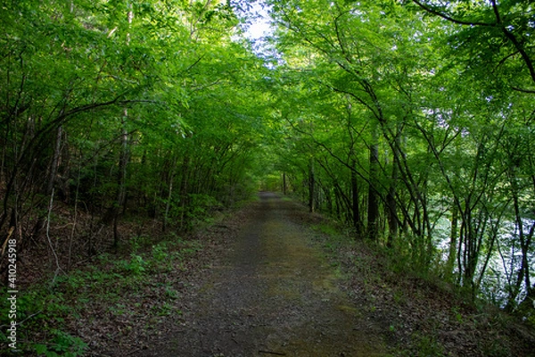 Fototapeta footpath in the woods