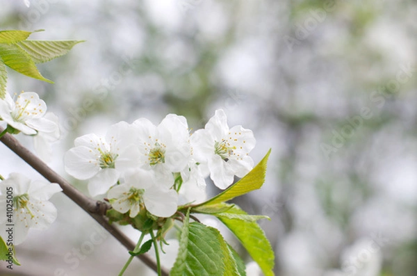 Fototapeta cherry blossoms
