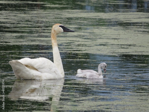 Obraz Swan and cygnet