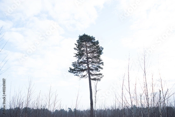 Fototapeta One pine on a background of sky with clouds