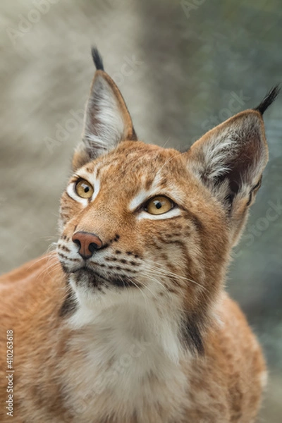 Fototapeta Lynx, close-up portrait. Wild animals