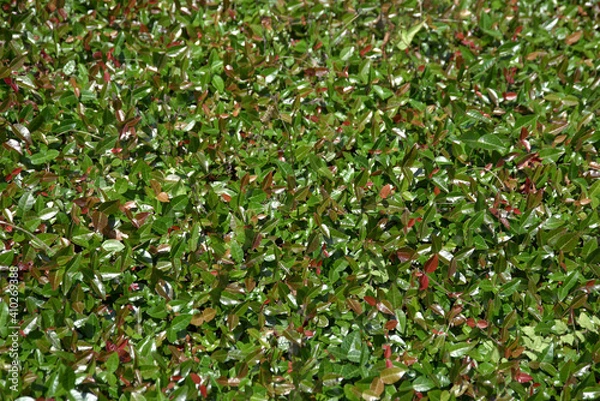 Fototapeta 葉模様　自然の模様