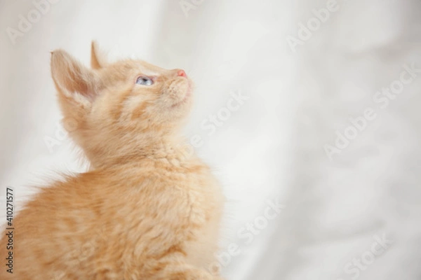 Obraz Red kitten on a white background sits.Pet and man's friend
